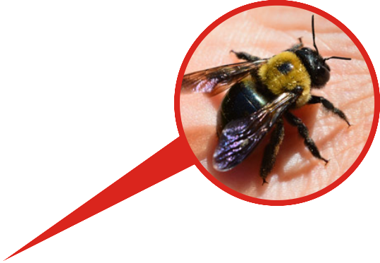 carpenter bee exterminating 